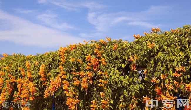 攀枝花市高档技工校园炮仗花开